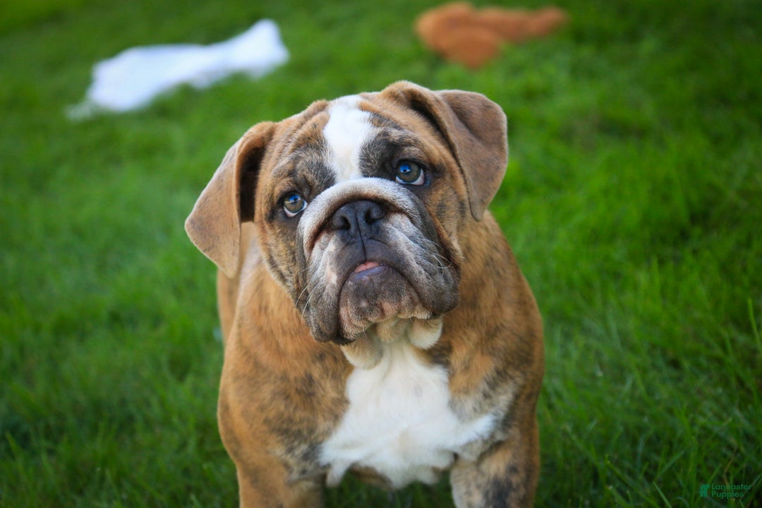 English Bulldog dogs Delsie English Bulldog leash trained and crate training in progress - Ad 1