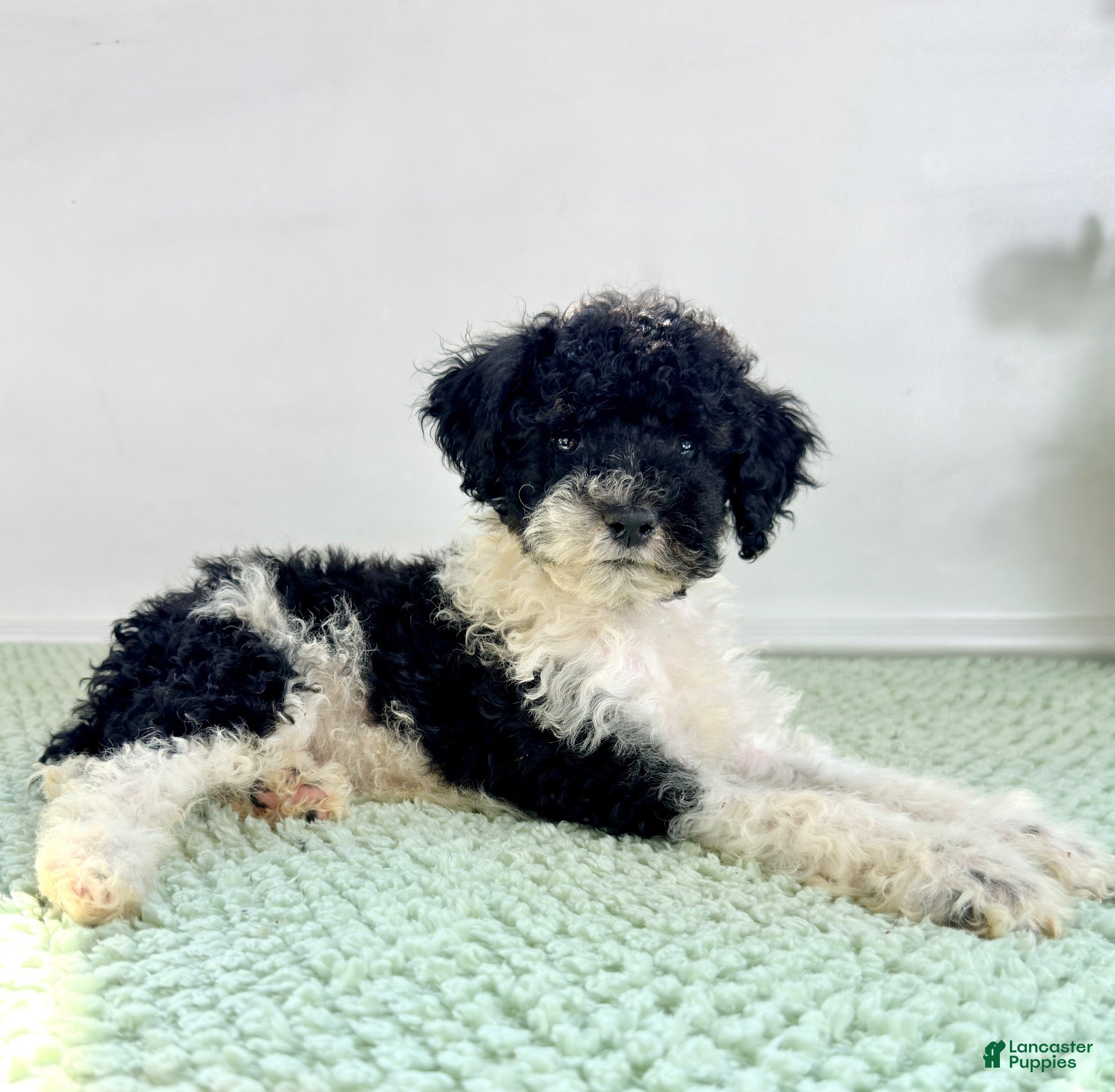 Bernedoodle dogs for sale: Wednesday - Ad 3
