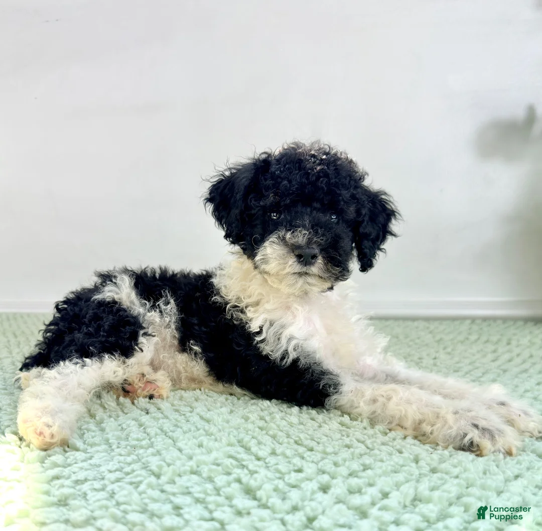 Bernedoodle dogs for sale: Wednesday - Ad 1