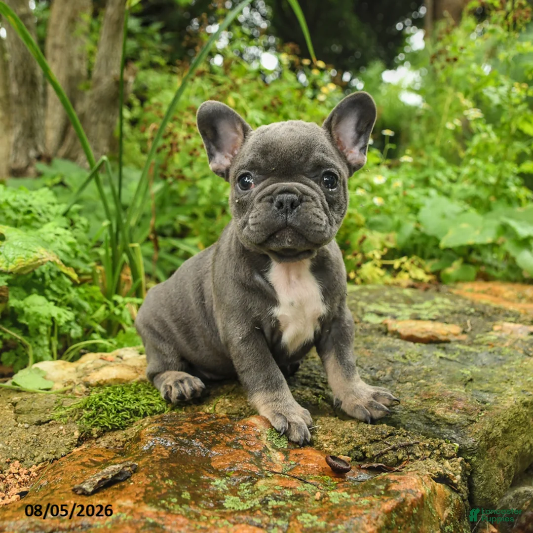 French Bulldog dogs for sale: Aina - Ad 1