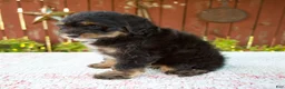 Mini Bernedoodle dogs for sale: Nehemiah - Ad 7