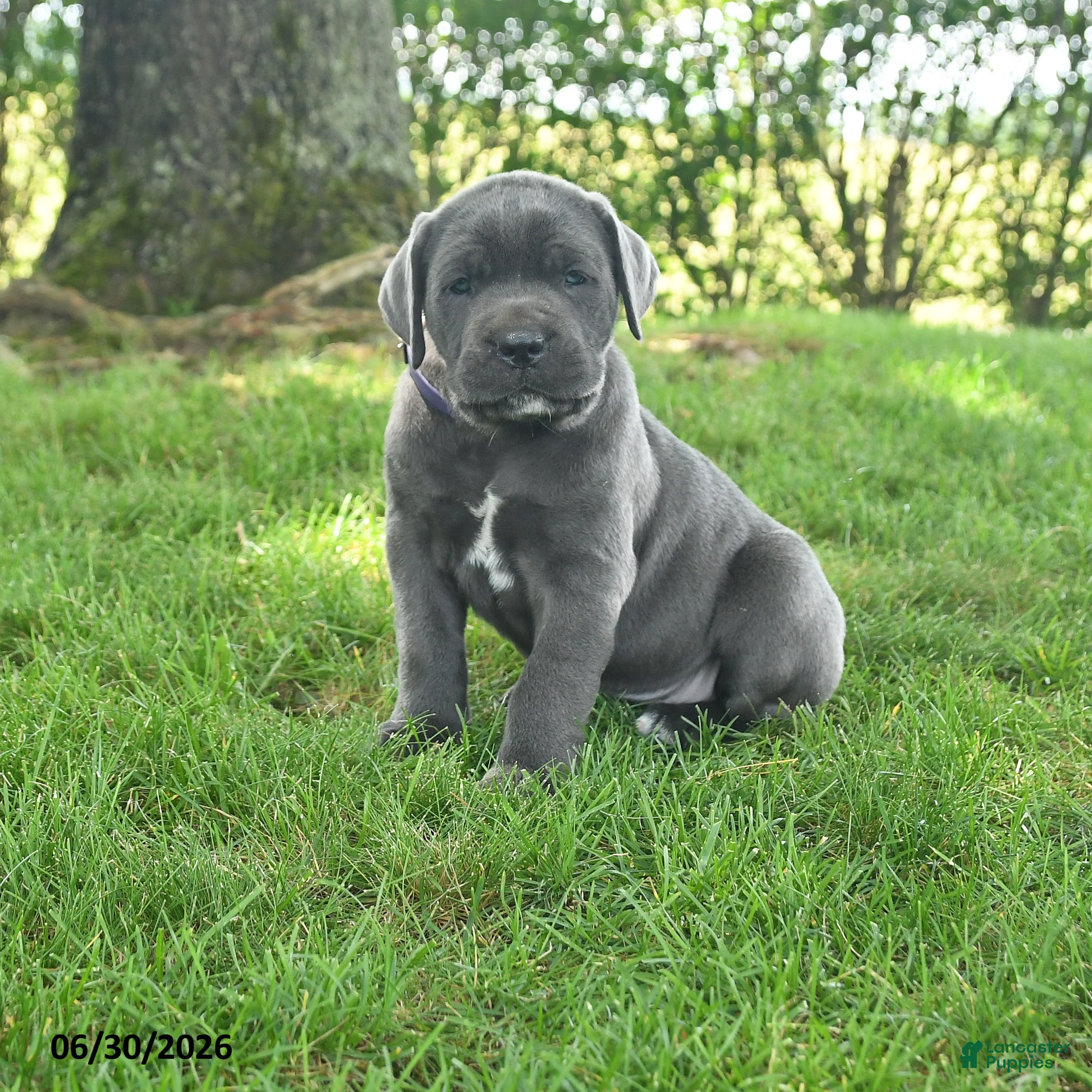 Cane Corso dogs Rosette - Ad 1