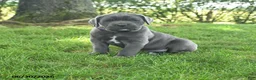 Cane Corso dogs for sale: Rosette - Ad 1