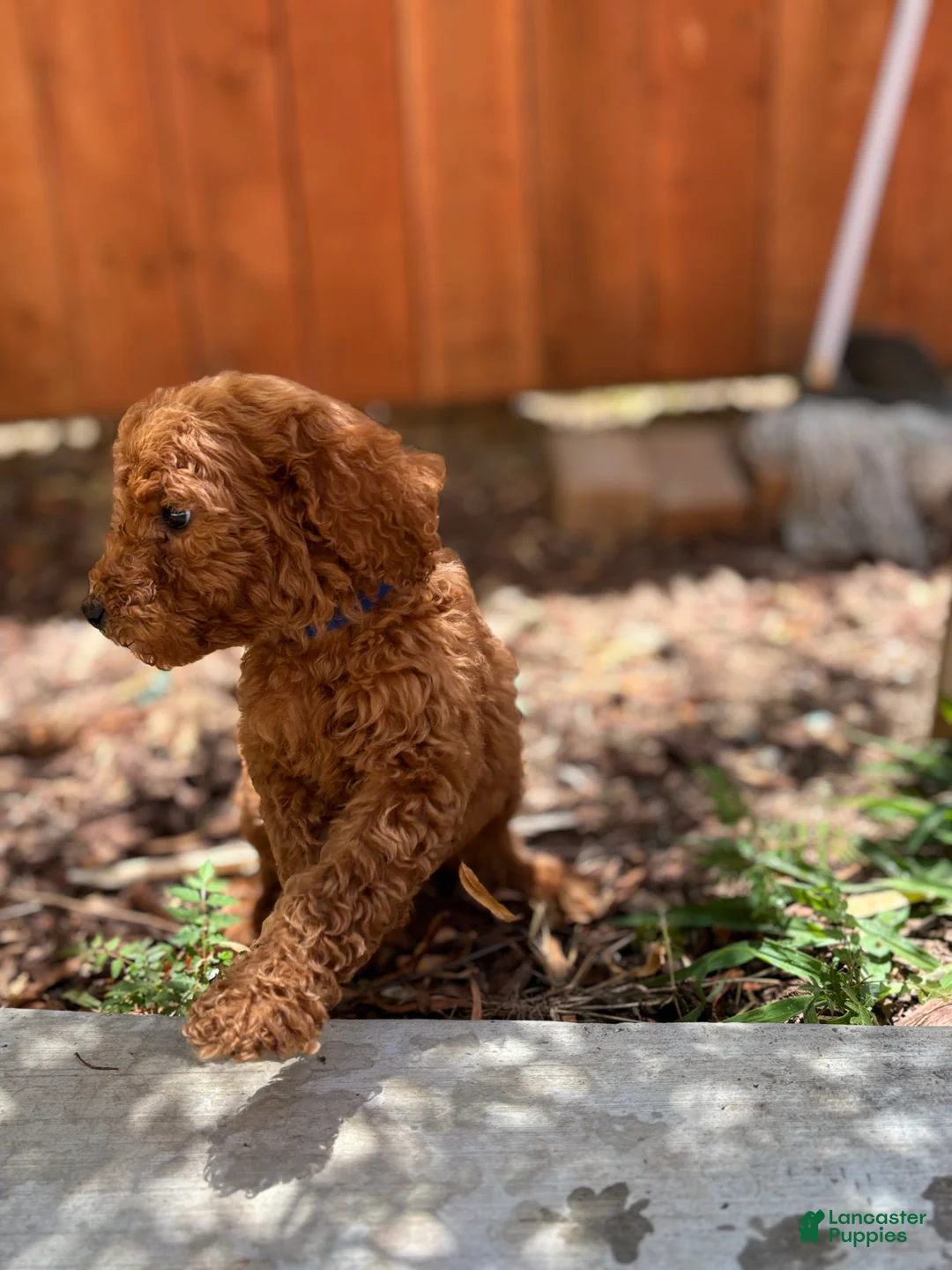 Standard Poodle dogs for sale: Bella - Ad 1
