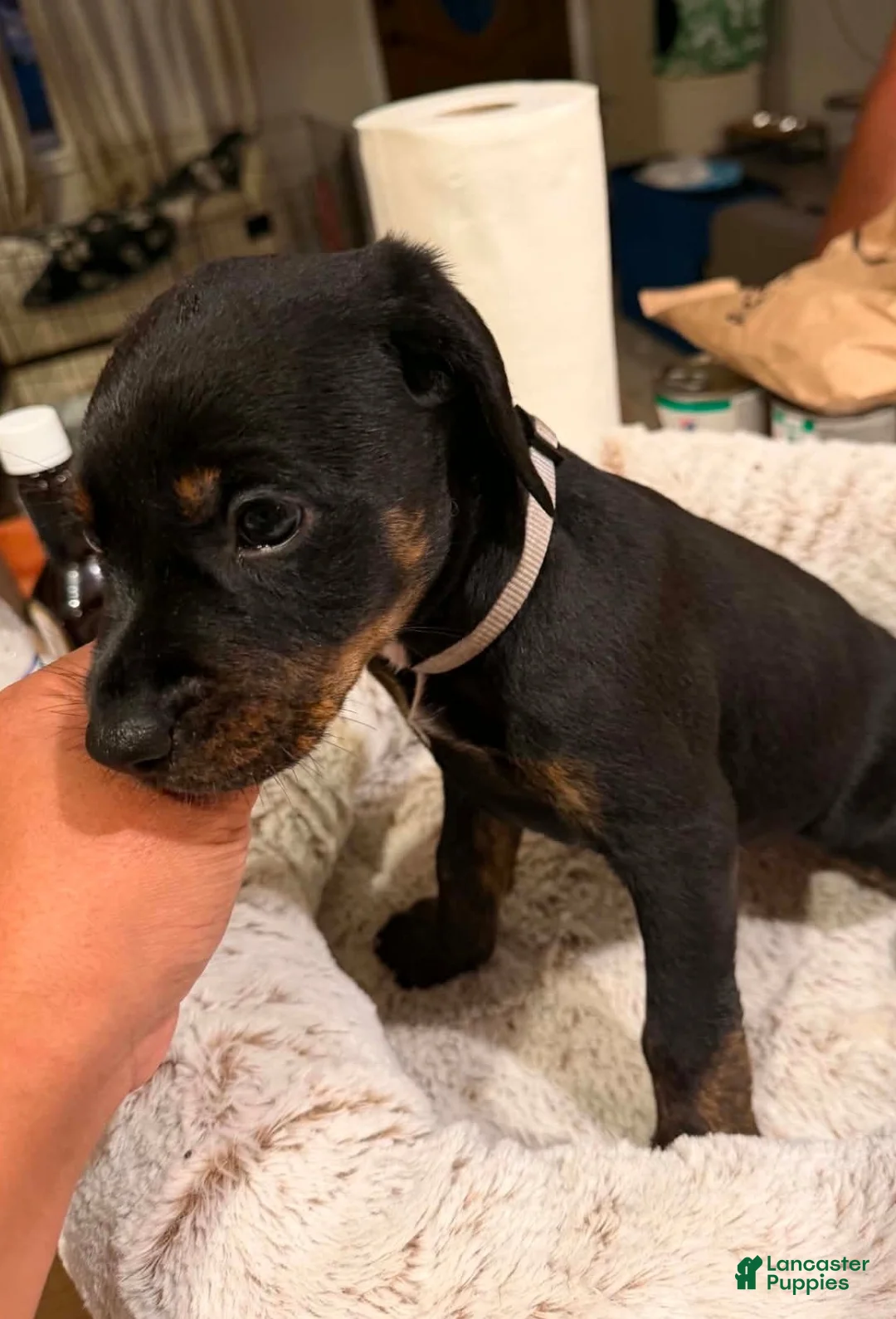 Mixed Breed dogs for sale: Ms. Brown - Ad 2