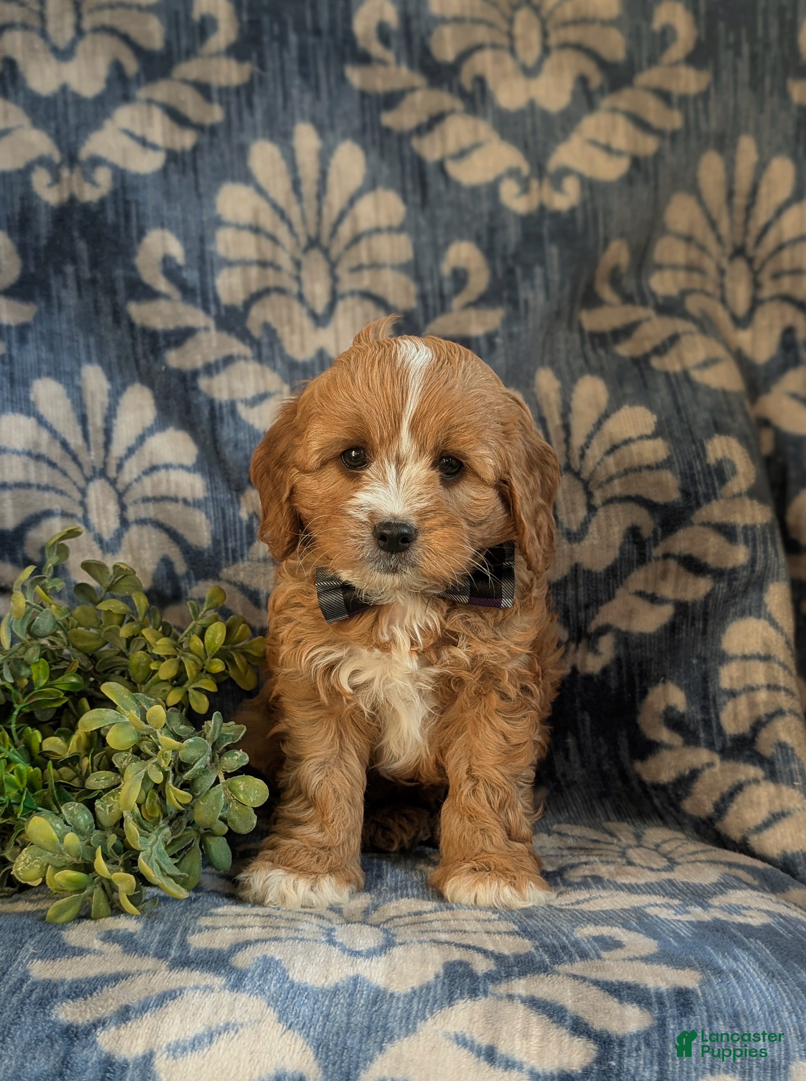 Cavapoo dogs Keene - Ad 1