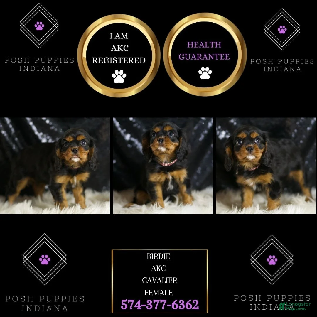 Cavalier King Charles Spaniel dogs for sale: Birdie - Ad 2