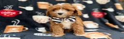 Cavapoo dogs for sale: Jackson - Ad 3