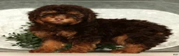 Toy Poodle dogs for sale: Shadow - Ad 8