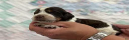 English Springer Spaniel dogs for sale: Coral - Ad 3