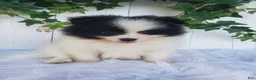 Pomeranian dogs for sale: Ollie  - Ad 3