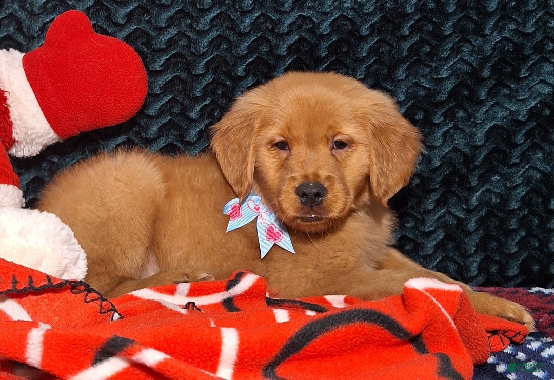 Golden Retriever dogs for sale: Loren - Ad 1