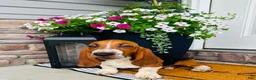 Basset Hound dogs for sale: Teddy - Ad 3