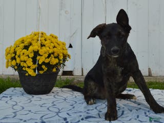 Mixed Breed dogs Mac - Ad 35