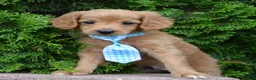 Mini Goldendoodle dogs for sale: Mini Gordon - Ad 14