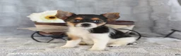 Yorkshire Terrier dogs for sale: Candy Teacup - Ad 1