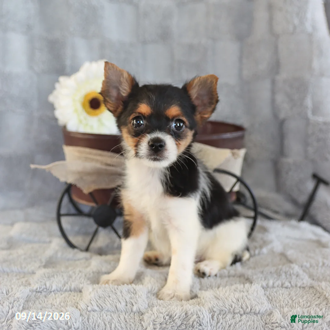 Yorkshire Terrier dogs for sale: Candy Teacup - Ad 1