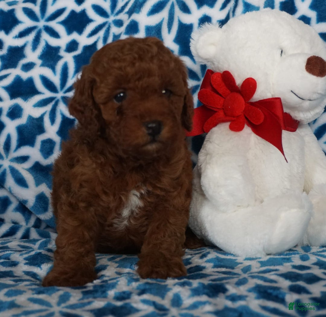 Gallery Image {{count}}