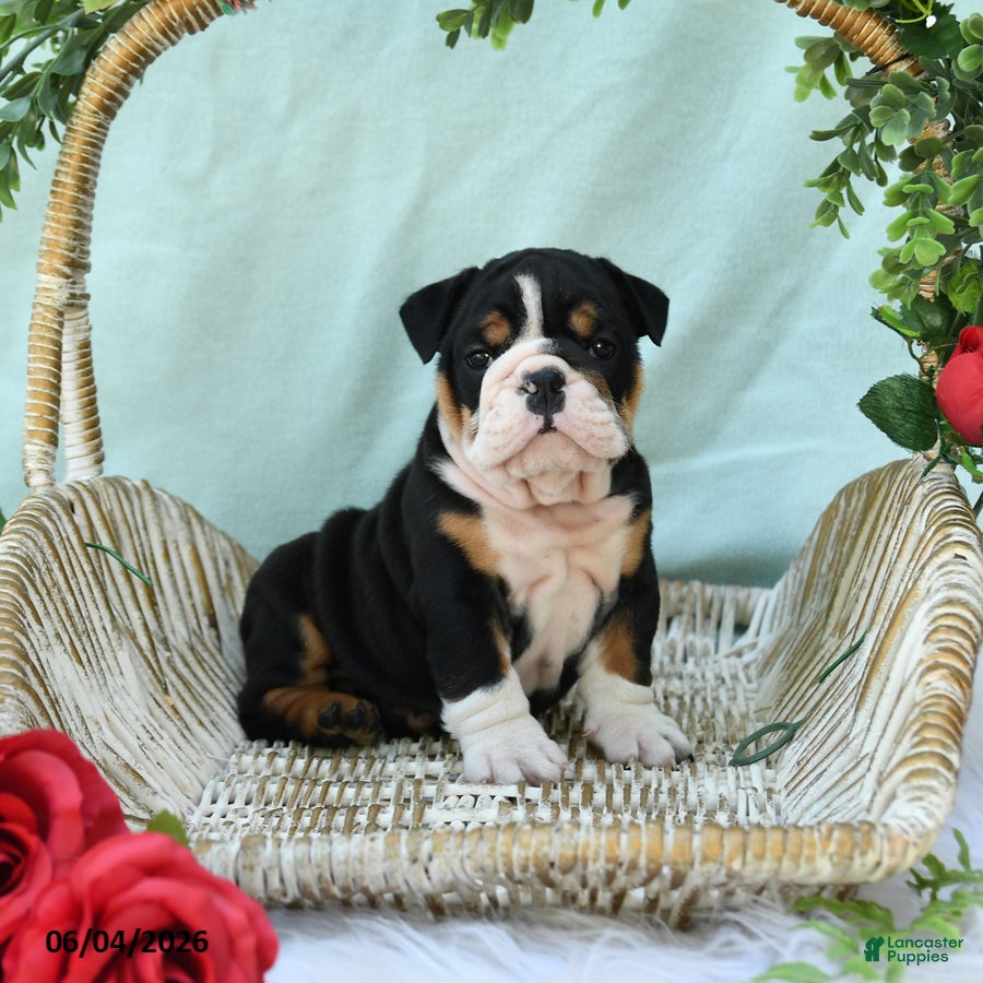 English Bulldog dogs for sale: Dakota - Ad 4