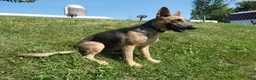 German Shepherd dogs for sale: German Shepherd 2 Max - Ad 4