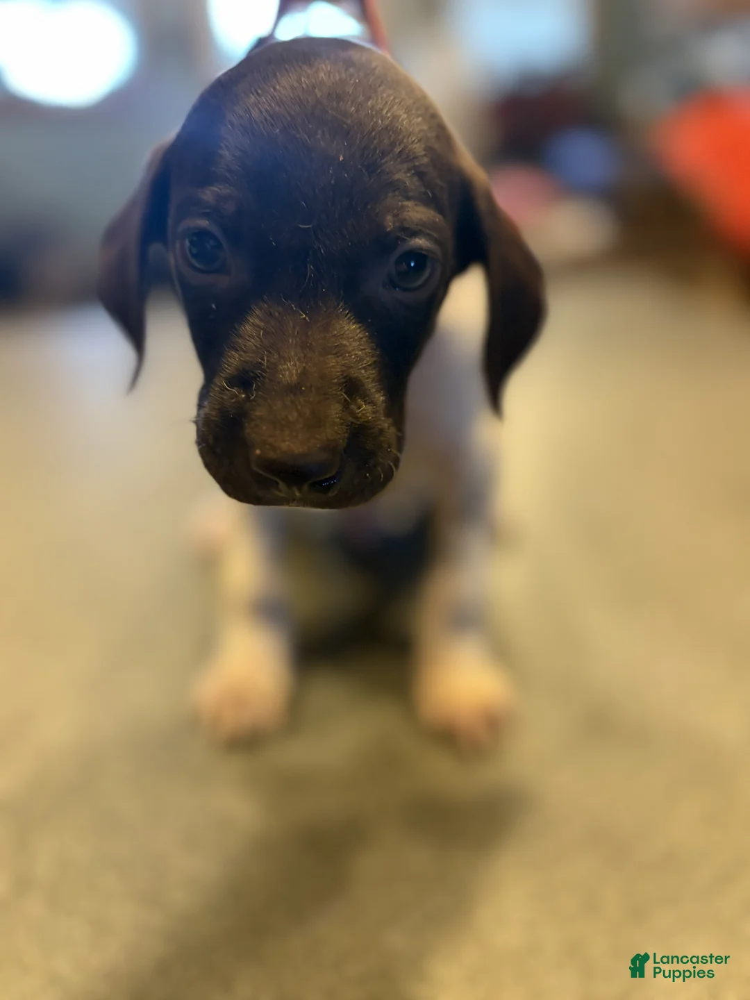 German Shorthaired Pointer dogs for sale: Chippy - Ad 2