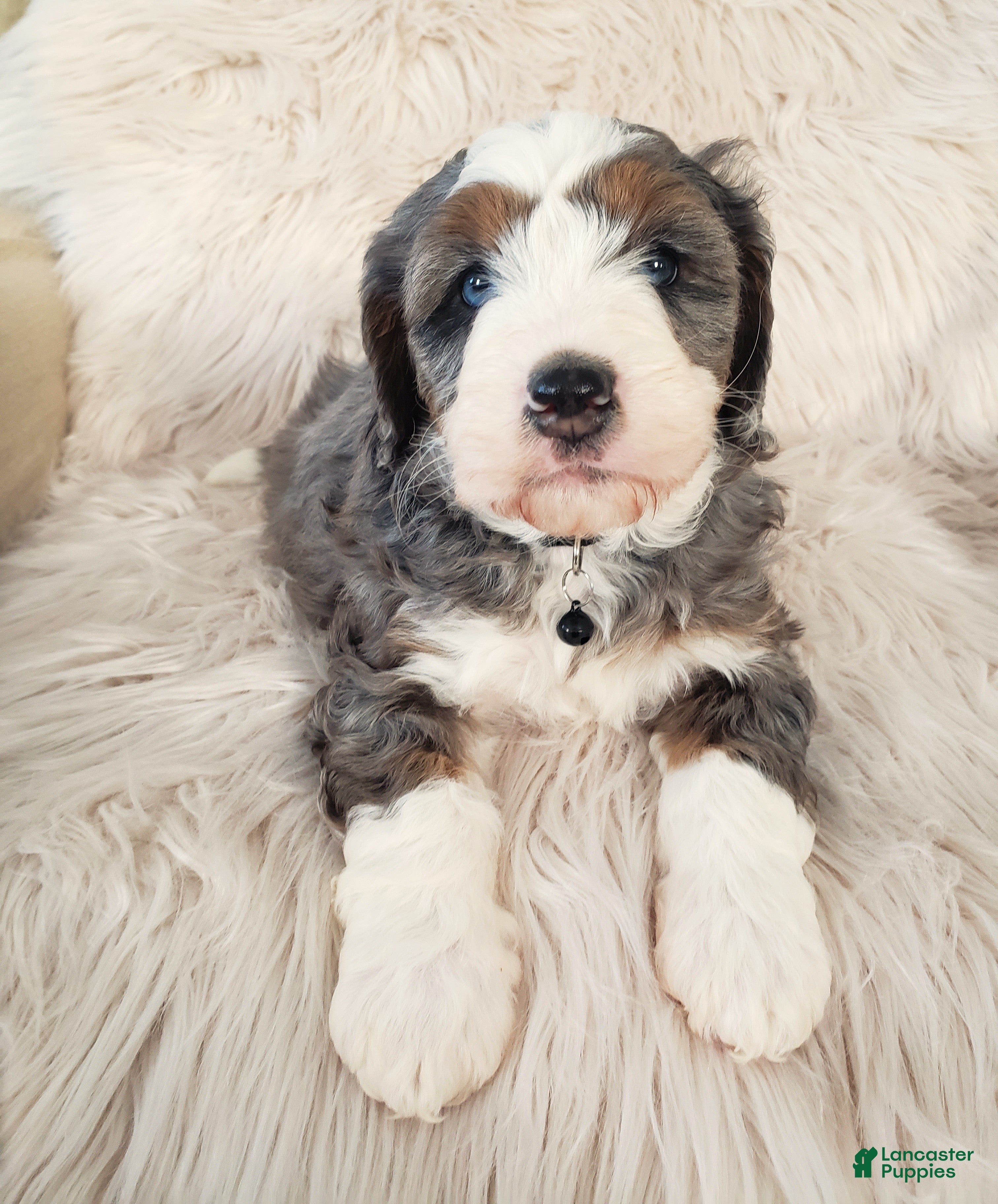 Mini Bernedoodle dogs Koda - Ad 31