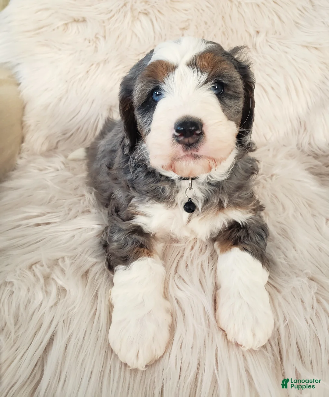 Mini Bernedoodle dogs for sale: Koda - Ad 1
