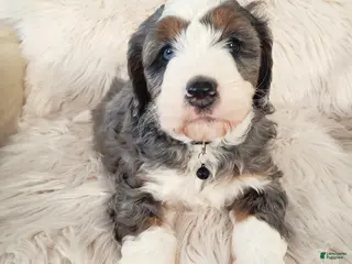 Mini Bernedoodle dogs Koda - Ad 4