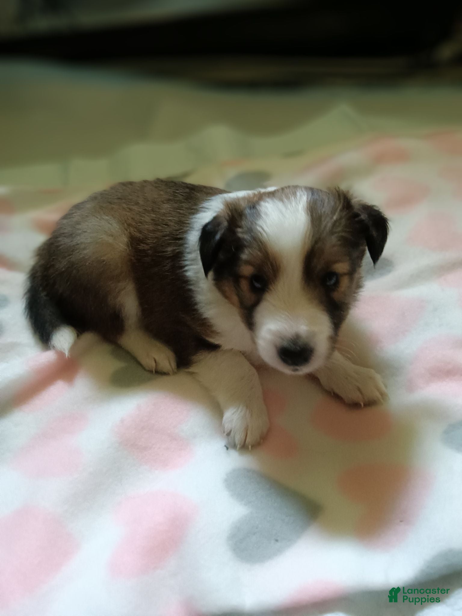 Shetland Sheepdog dogs Shetland Sheepdog 4 - Ad 1