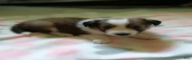 Shetland Sheepdog 4