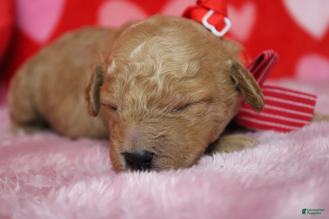 Goldendoodle dogs for sale: Dew - Ad 4