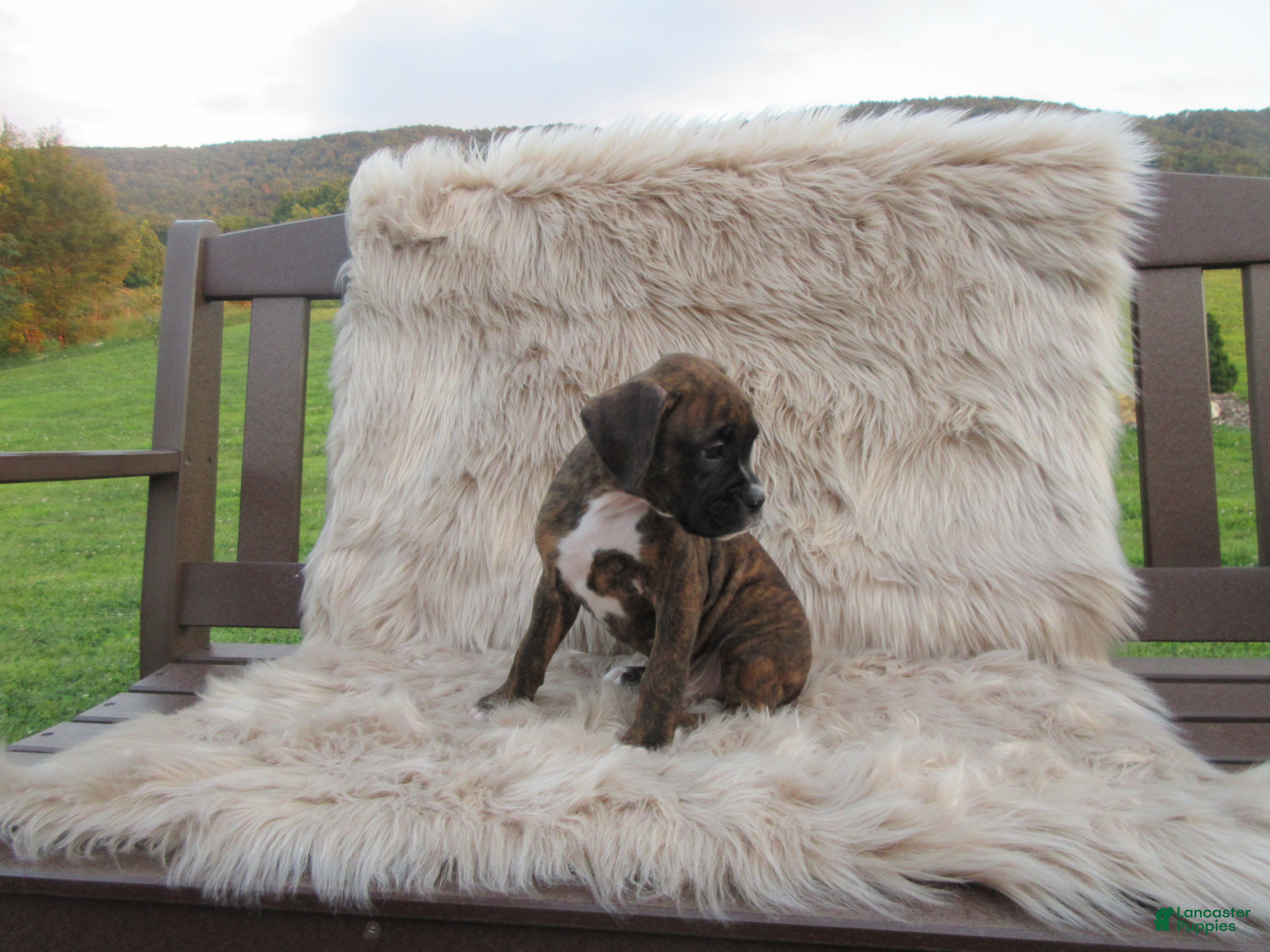 Boxer dogs Forrest - Ad 2