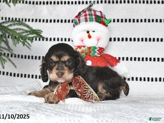 Cocker Spaniel dogs - Ad 23