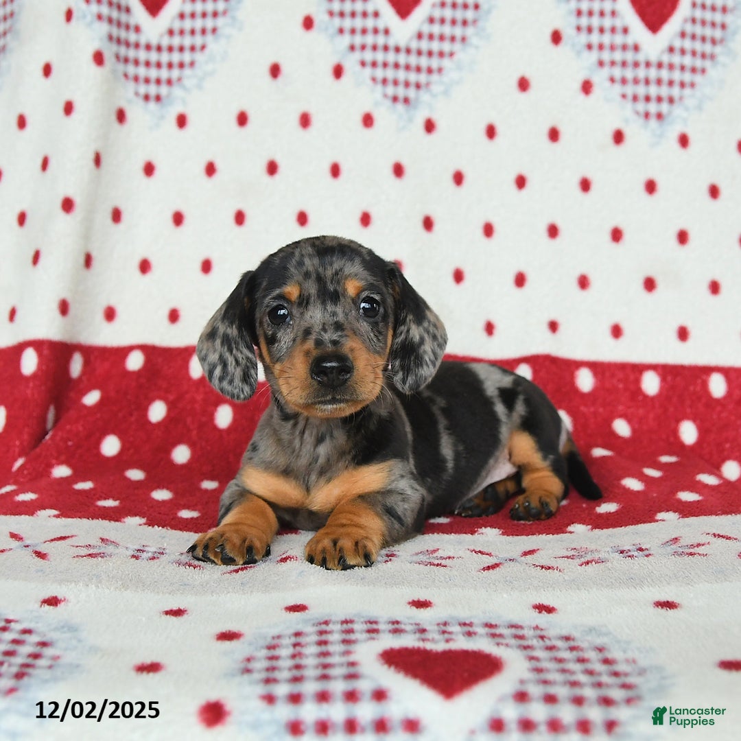 Miniature Dachshund dogs for sale: Waldo - Ad 5