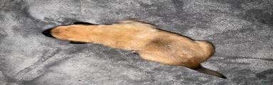 Freya