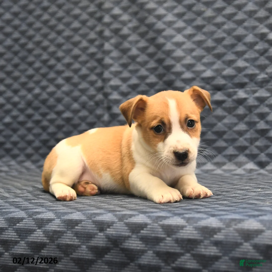 Jack Russell Terrier dogs for sale: Norman - Ad 5