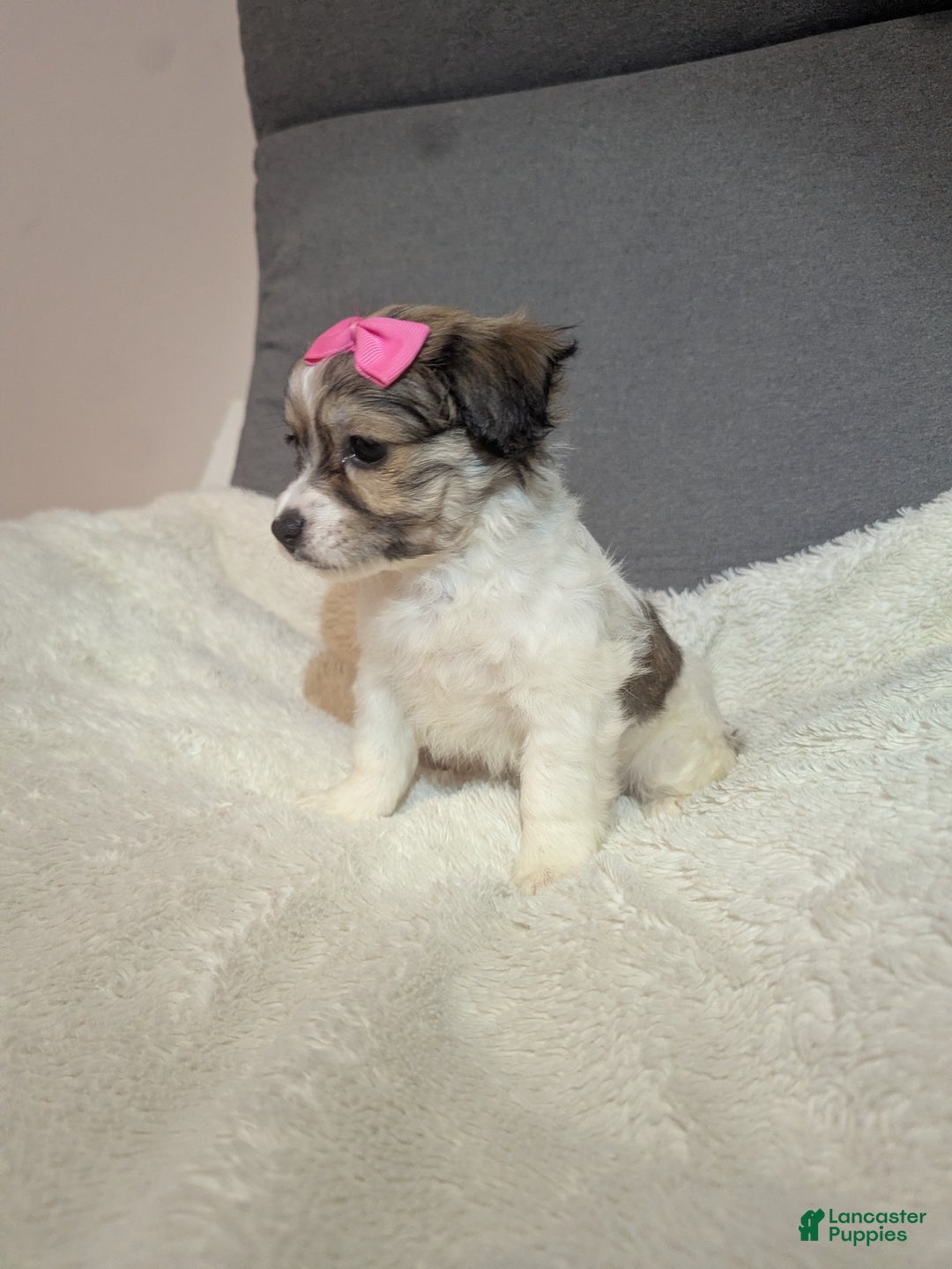 Havanese dogs for sale: Pebbles (short haired) - Ad 6