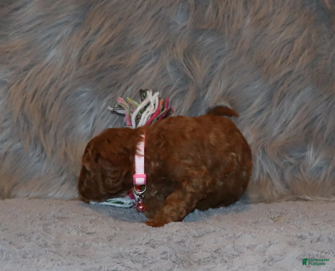 Mini Goldendoodle dogs for sale: Willow 🌷 Genetic Clear Parents - Ad 16