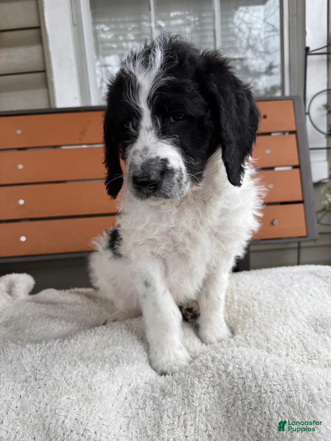 Mixed Breed dogs for sale: Ace - Ad 2