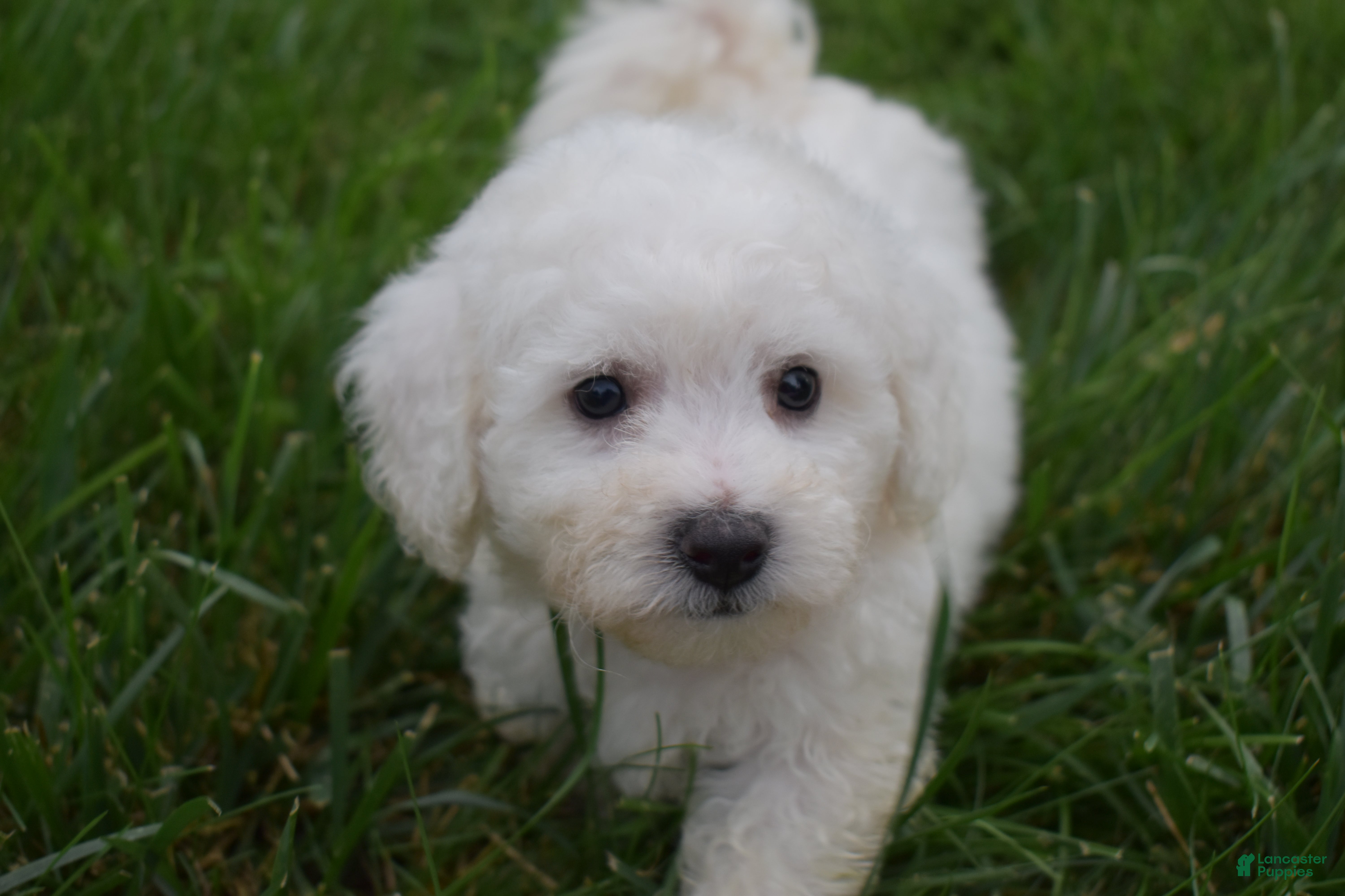 Bichon Frise dogs Tucker 🦴 - Ad 1