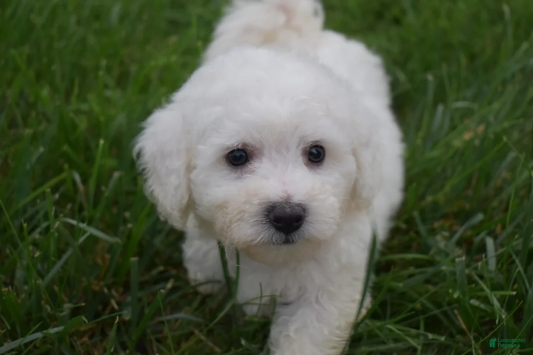 Bichon Frise dogs for sale: Tucker 🦴 - Ad 1