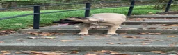 Presa Canario dogs for sale: Presa Canario 3 - Ad 7