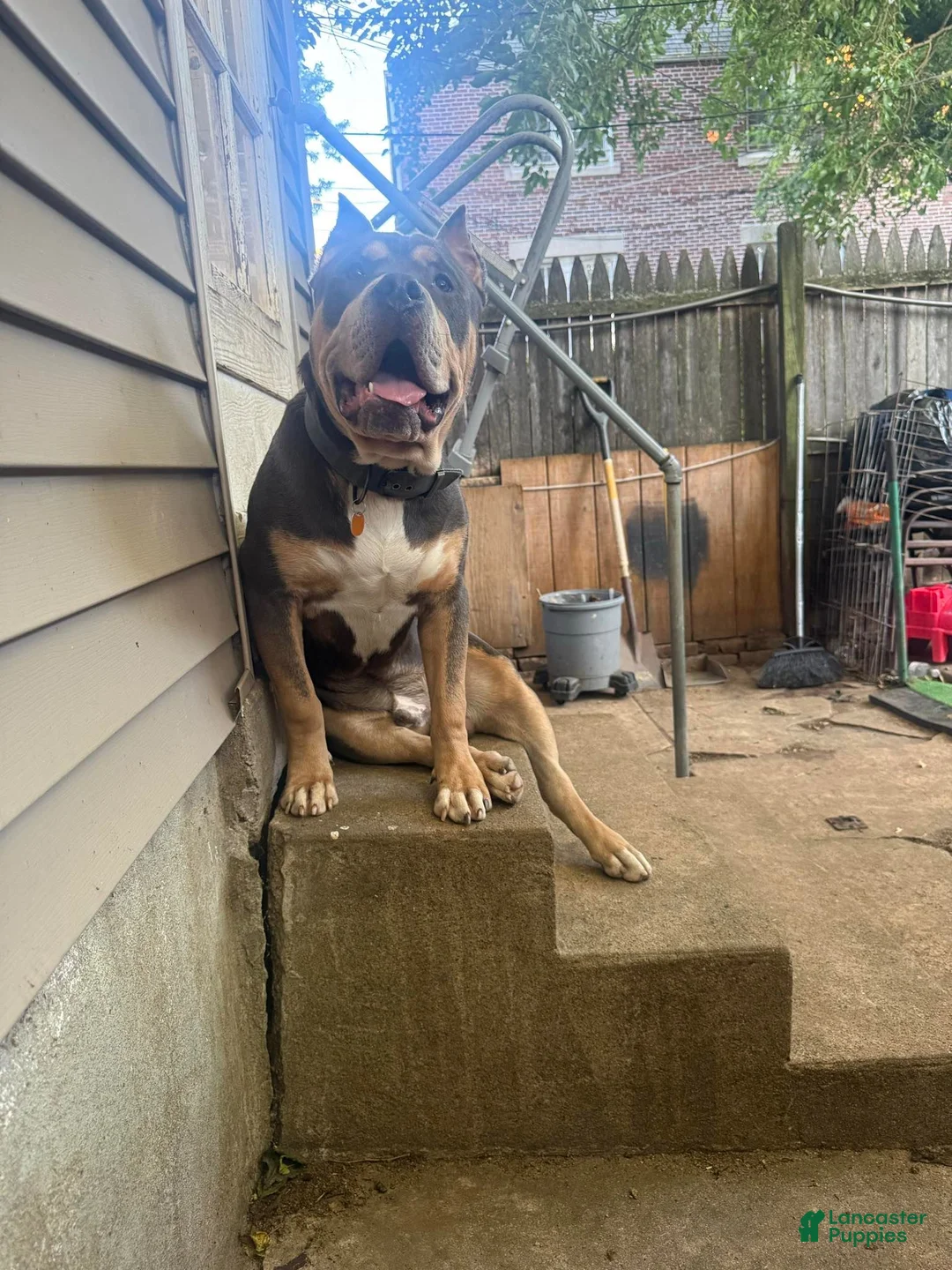 American Bully dogs for sale: N/A - Ad 2