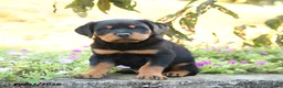 Doberman Pinscher dogs for sale: Buster - Ad 5