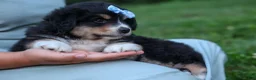 Miniature Australian Shepherd dogs for sale: LINCOLN - Ad 6