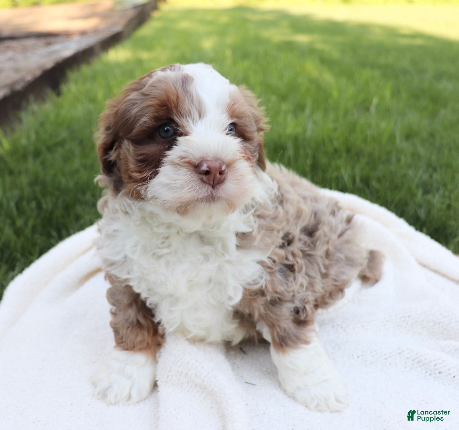 Mini Bernedoodle dogs Tango  - Ad 1