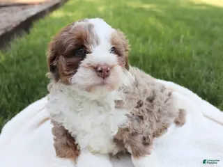 Mini Bernedoodle dogs for sale: Tango - Ad 1