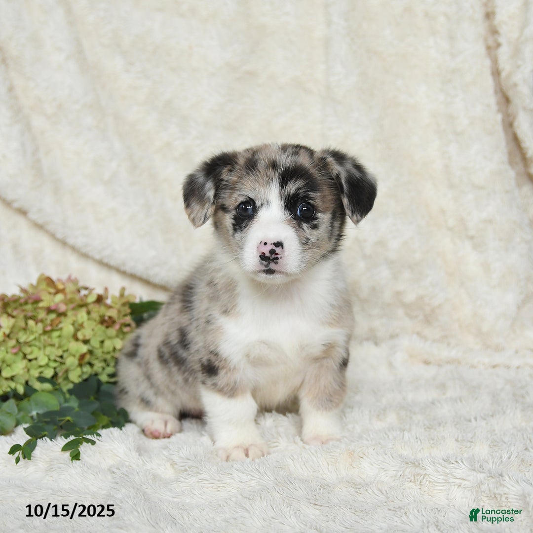 Welsh Corgi Pembroke dogs for sale: Aspen - Ad 1