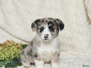 Welsh Corgi Pembroke dogs Aspen - Ad 36