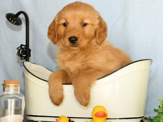 Golden Retriever dogs - Ad 1